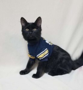 Black kitten in football jersey