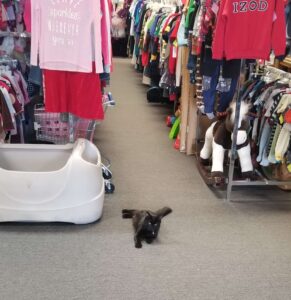 Black cat in shop aisle